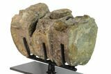 Three Articulated Hadrosaur (Brachylophosaur) Vertebrae - Montana #135464-5